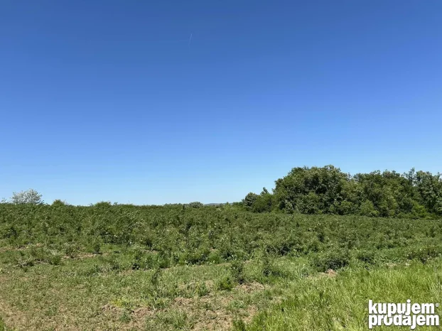 Kosmaj Sopot Nemenikuće 62 ar