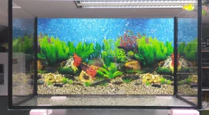 Akvarijum 55