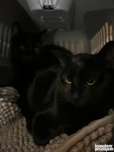 Udomljavamo (po mogucnosti u paru), dve sestre mace