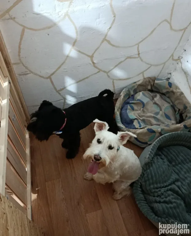 Pansion za pse "Fito"