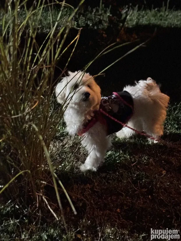 Pansion za pse "Fito"