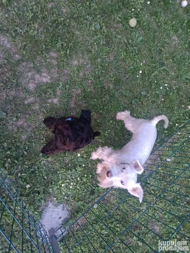 Pansion za pse "Fito"