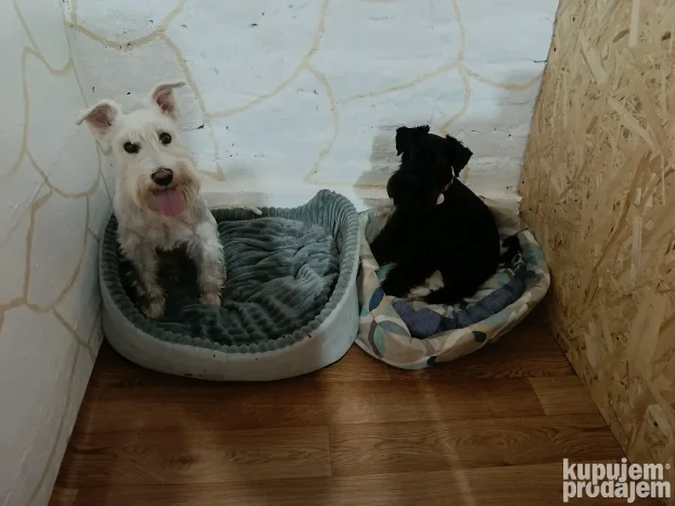 Pansion za pse "Fito"