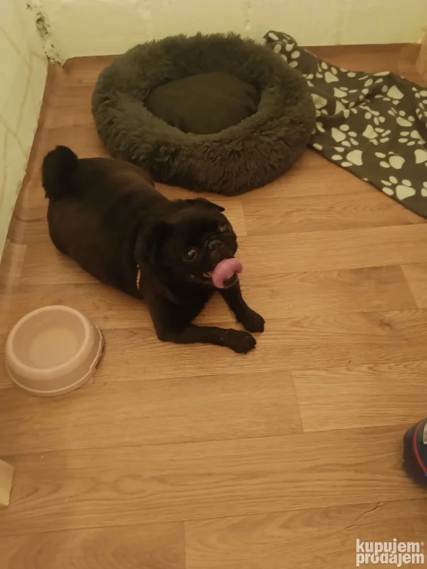 Pansion za pse "Fito"