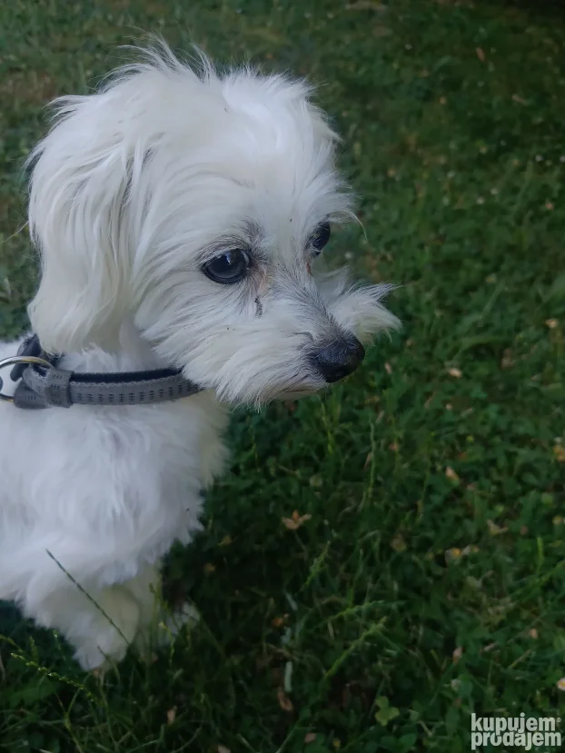 Pansion za pse "Fito"