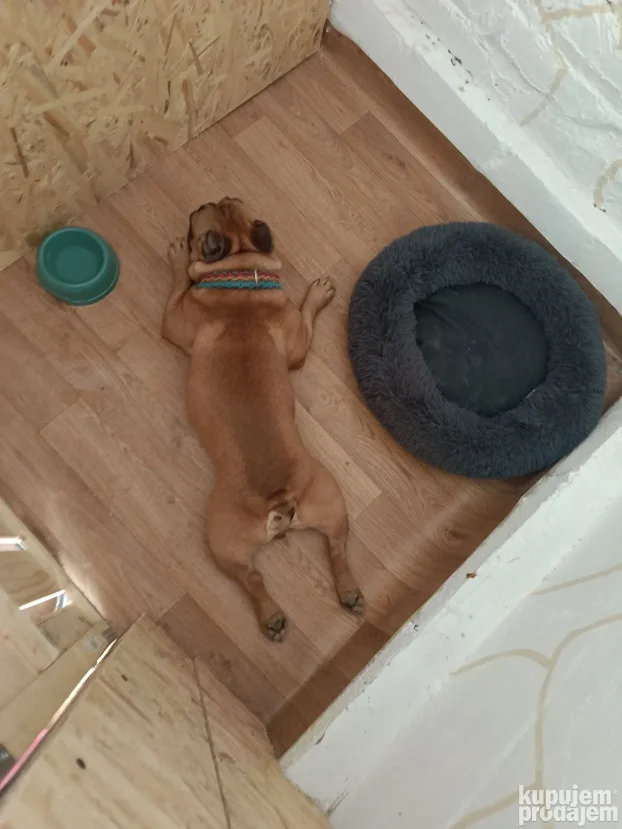 Pansion za pse "Fito"