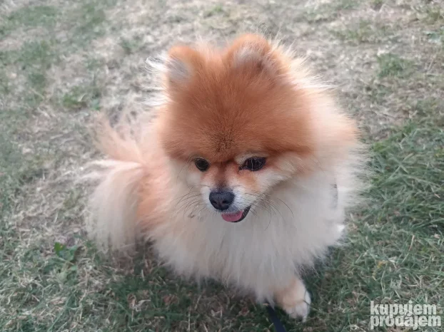 Pansion za pse "Fito"