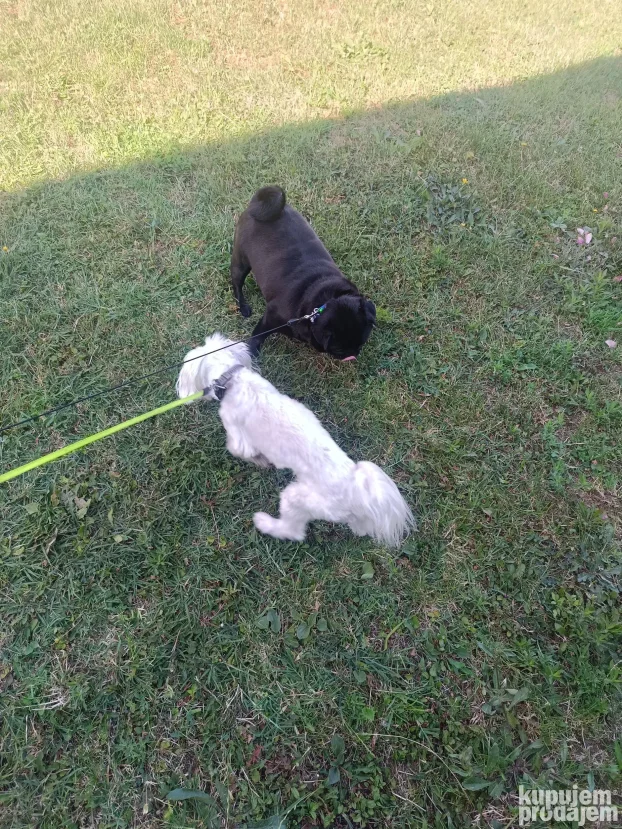 Pansion za pse "Fito"