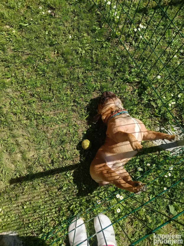 Pansion za pse "Fito"