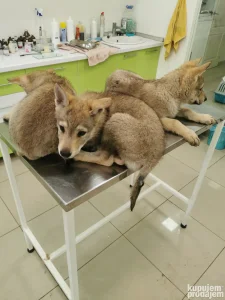 Čekoslovački vuciji pas