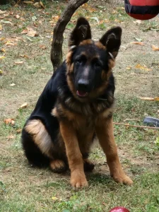 Nemacki ovcar dugodlaki DON