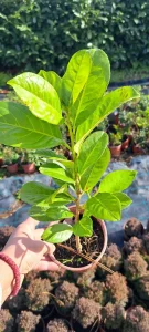 Lovor višnje sadnice 20cm