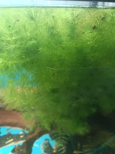Ceratophyllum demersum