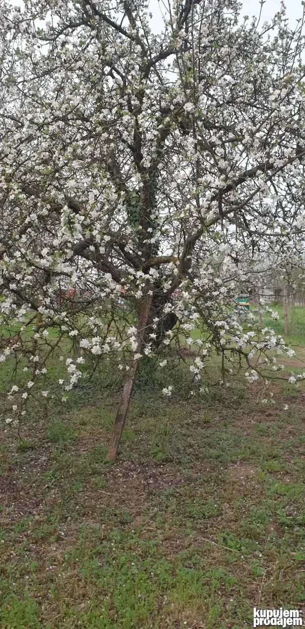 Klenak plac 5,6 ari na prodaju