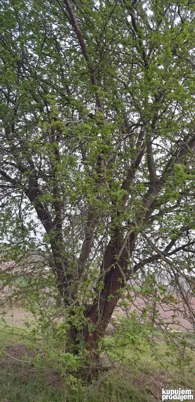 Klenak plac 5,6 ari na prodaju