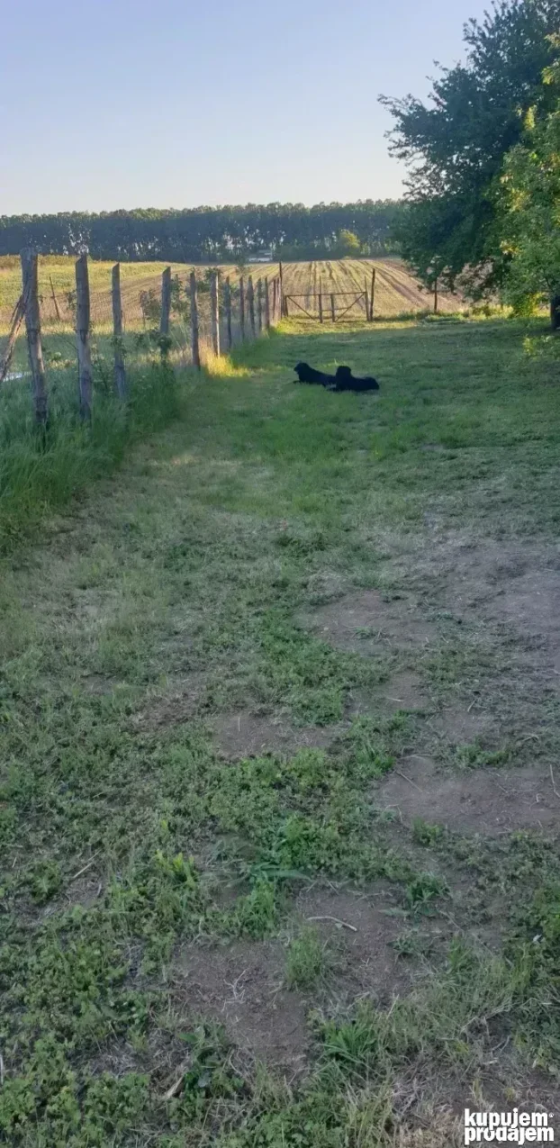 Klenak plac 5,6 ari na prodaju
