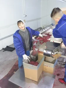 Potrebni radnici za rad u hladnjači i berbu malina