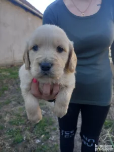 Zlatni retriever stenci