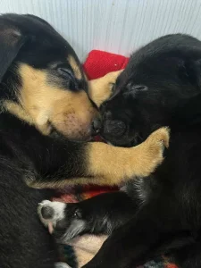 hitno , preslatki stenci traze dom