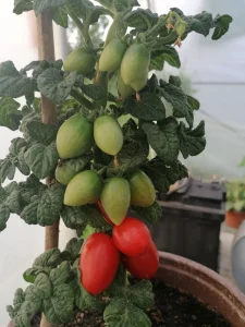 Curly Kaley (saksijski čeri paradajz)-seme