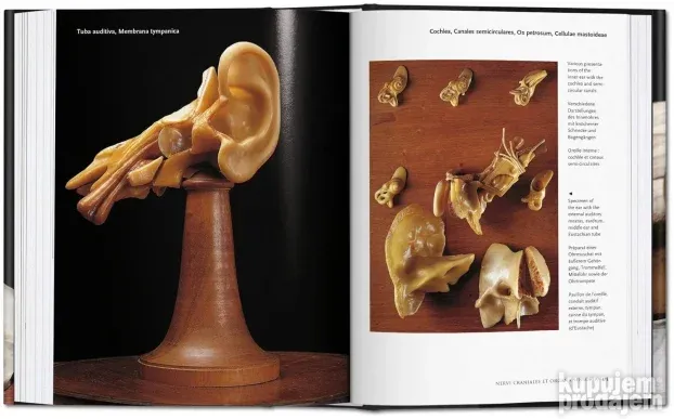 Encyclopaedia Anatomica : A Collection Of Anatomical Waxes