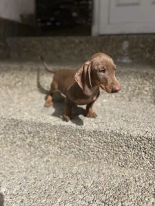 jazavicar braon cokoladna ženka 3 meseca PREVOZ Rezervisana